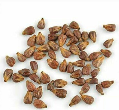 Lywire Exclusive Black Grapes Hybrid Seeds – Grow Fresh & Delicious Grapes