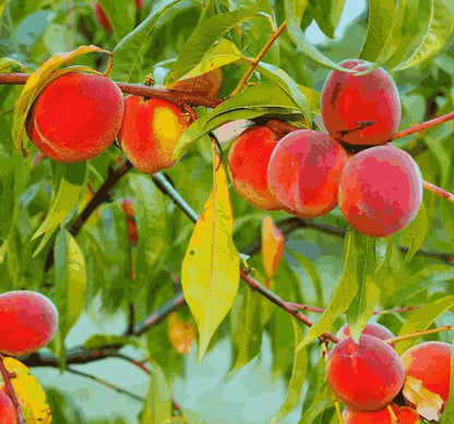 Lywire Premium Peach Tree Seeds – Grow Juicy & Lush Peaches