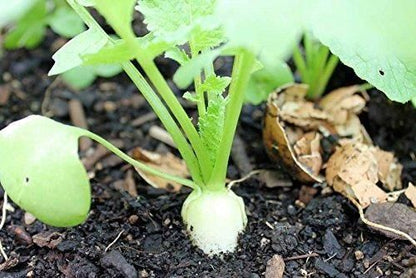 Lywire Exclusive Radish Seeds – Fresh, Healthy & Organic