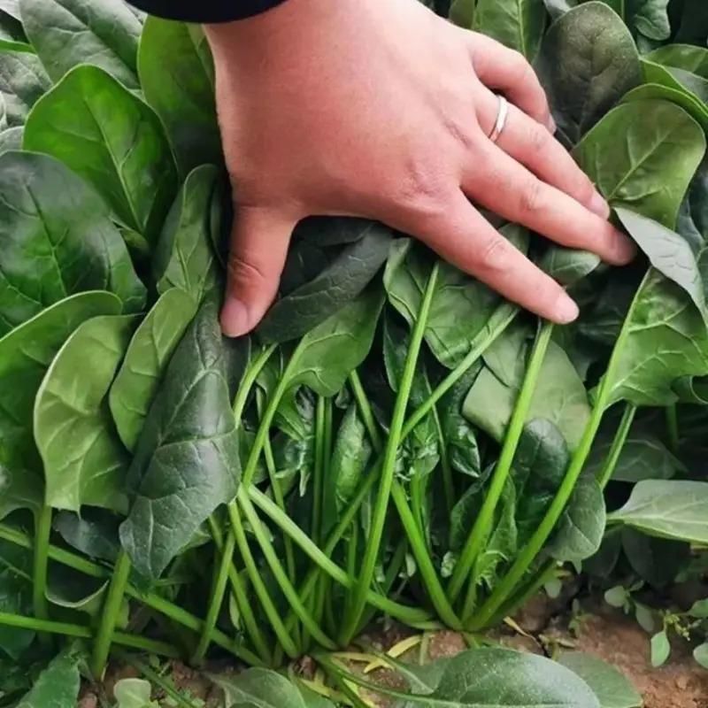 Lywire Handpicked Spinach Seeds – Best for Home & Kitchen Gardens