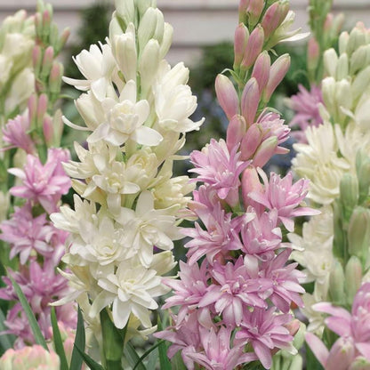 Rajnigandha / Tuberose Flower Bulbs (Pack of 2)