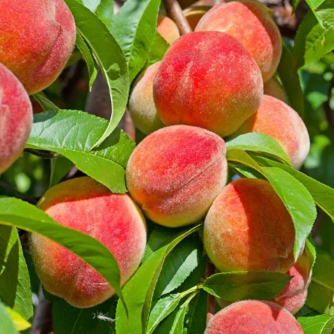 Lywire Premium Peach Tree Seeds – Grow Juicy & Lush Peaches