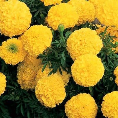 Lywire Authentic Yellow Marigold Seeds – Premium Garden Essential