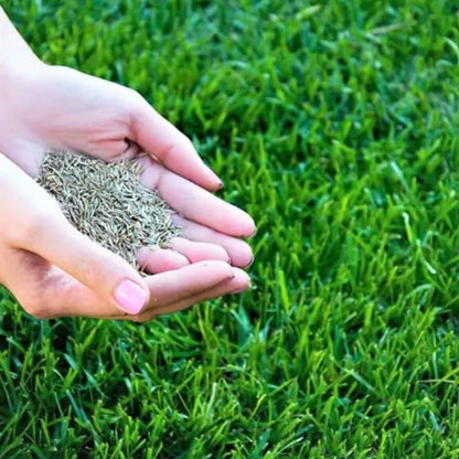 Grass Seeds For Beautiful Home Gardening