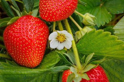 Fresh Sweet Strawberry Seeds (Pack of 20)