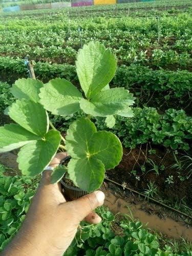 Fresh Sweet Strawberry Seeds (Pack of 20)