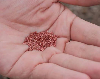 Fresh Sweet Strawberry Seeds (Pack of 20)