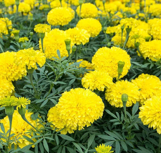 Lywire Authentic Yellow Marigold Seeds – Premium Garden Essential