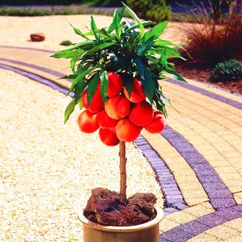 Lywire Premium Peach Tree Seeds – Grow Juicy & Lush Peaches