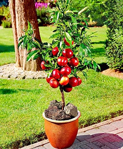 Lywire Premium Peach Tree Seeds – Grow Juicy & Lush Peaches