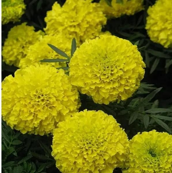 Lywire Authentic Yellow Marigold Seeds – Premium Garden Essential