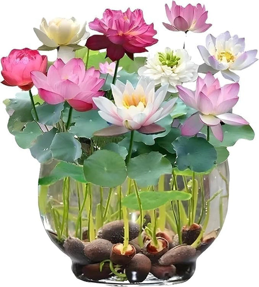 Lywire Elite Bonsai Lotus Flower Seeds – Authentic & Vibrant Blooms