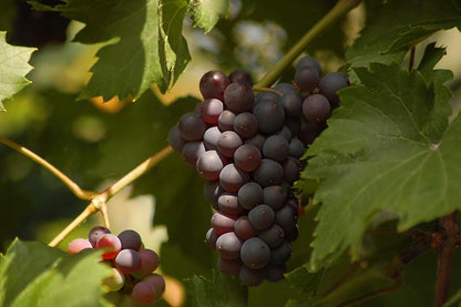 Lywire Exclusive Black Grapes Hybrid Seeds – Grow Fresh & Delicious Grapes