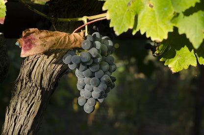 Lywire Exclusive Black Grapes Hybrid Seeds – Grow Fresh & Delicious Grapes