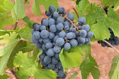 Lywire Exclusive Black Grapes Hybrid Seeds – Grow Fresh & Delicious Grapes