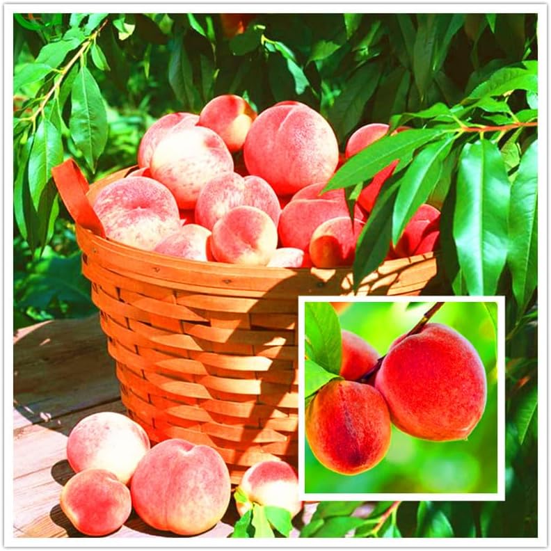 Lywire Premium Peach Tree Seeds – Grow Juicy & Lush Peaches