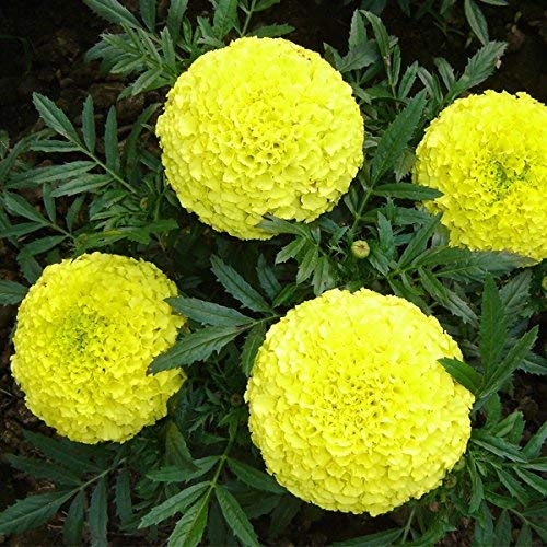 Lywire Authentic Yellow Marigold Seeds – Premium Garden Essential