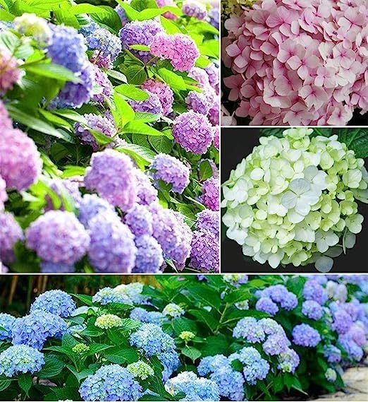 Lywire Exclusive Hydrangea Seeds: Elevate Your Garden’s Charm