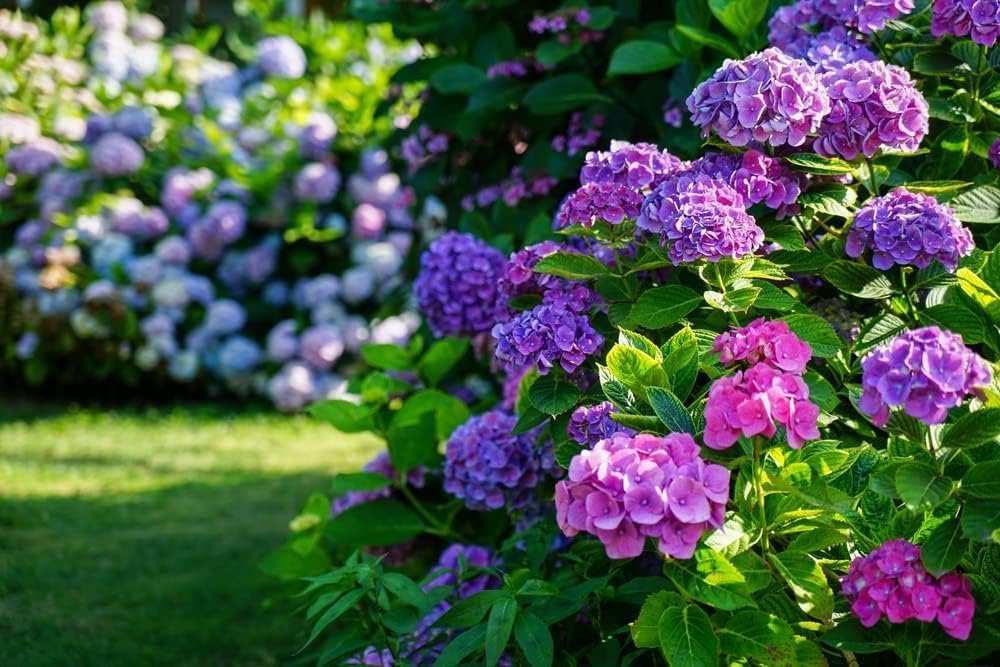 Lywire Exclusive Hydrangea Seeds: Elevate Your Garden’s Charm