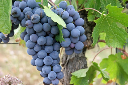 Lywire Exclusive Black Grapes Hybrid Seeds – Grow Fresh & Delicious Grapes