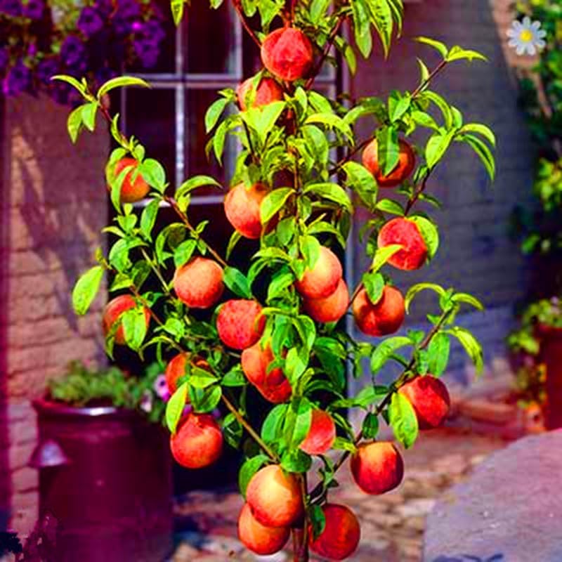 Lywire Premium Peach Tree Seeds – Grow Juicy & Lush Peaches