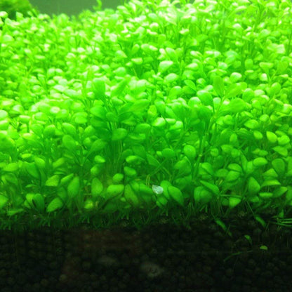 Lywire Premium Aquatic Double Leaf Aquarium Plant Seeds 🌿🐠