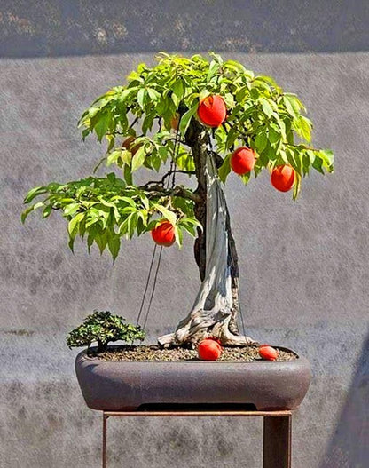 Lywire Premium Peach Tree Seeds – Grow Juicy & Lush Peaches