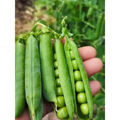 Lywire Natural Green Peas Seeds – Top-Quality & Non-GMO (Pack of 20)