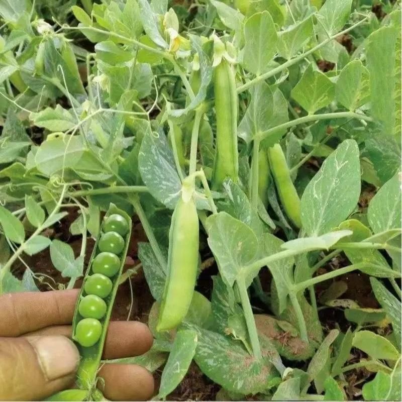 Lywire Natural Green Peas Seeds – Top-Quality & Non-GMO (Pack of 20)