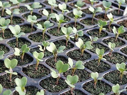 Lywire High-Yield Hybrid Broccoli Seeds – Premium Organic Quality