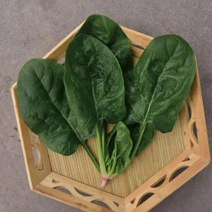 Lywire Handpicked Spinach Seeds – Best for Home & Kitchen Gardens