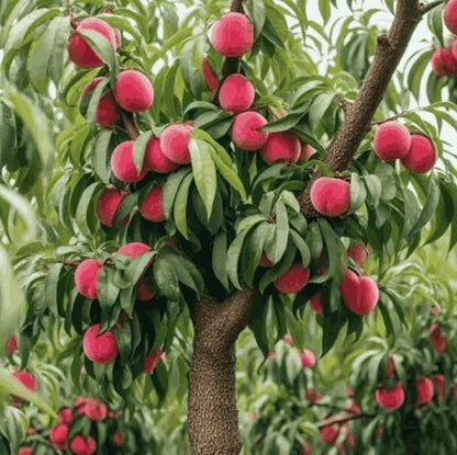 Lywire Premium Peach Tree Seeds – Grow Juicy & Lush Peaches