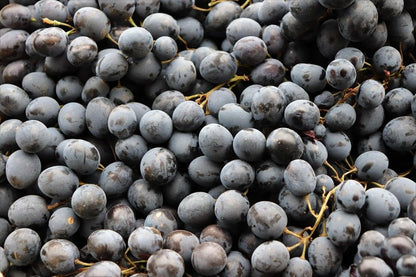 Lywire Exclusive Black Grapes Hybrid Seeds – Grow Fresh & Delicious Grapes
