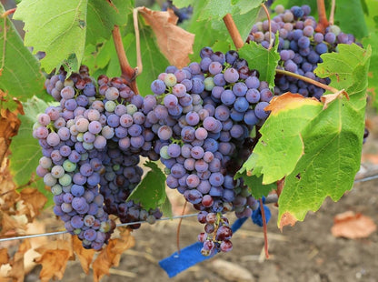 Lywire Exclusive Black Grapes Hybrid Seeds – Grow Fresh & Delicious Grapes