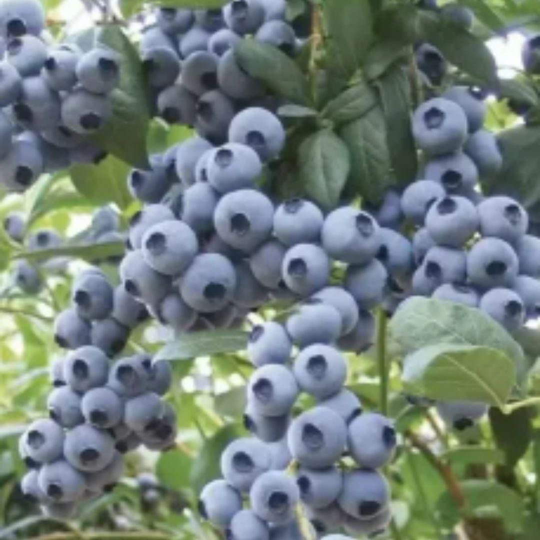 Lywire Original Blueberry Fruit Seeds – Premium Giant Berries for Your Garden