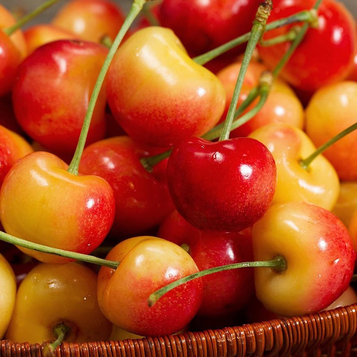 Lywire Premium Rainier Cherry Fruit Seeds – Authentic & High Quality