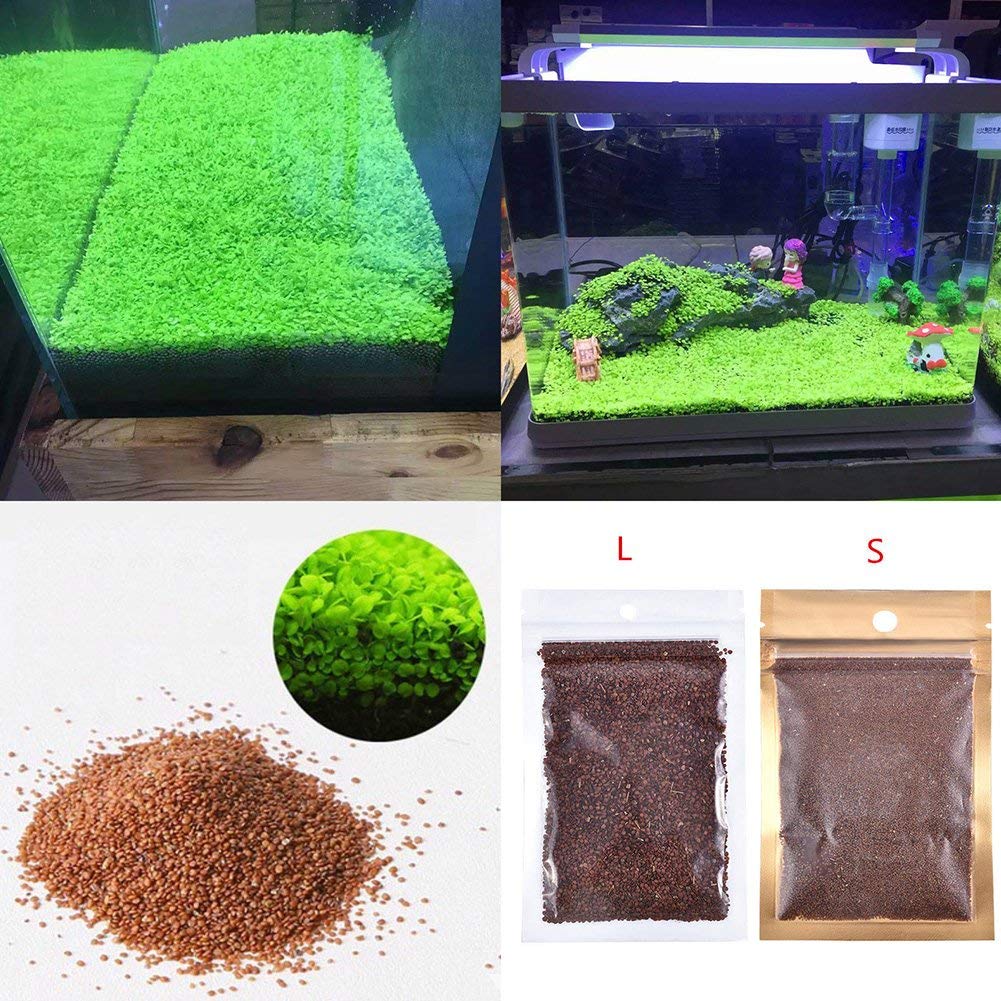 Lywire Premium Aquatic Double Leaf Aquarium Plant Seeds 🌿🐠