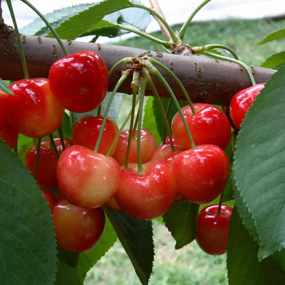 Lywire Premium Rainier Cherry Fruit Seeds – Authentic & High Quality