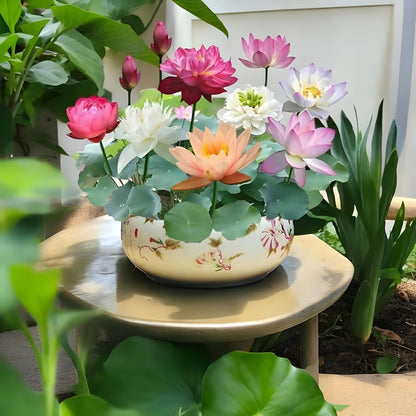 Lywire Elite Bonsai Lotus Flower Seeds – Authentic & Vibrant Blooms