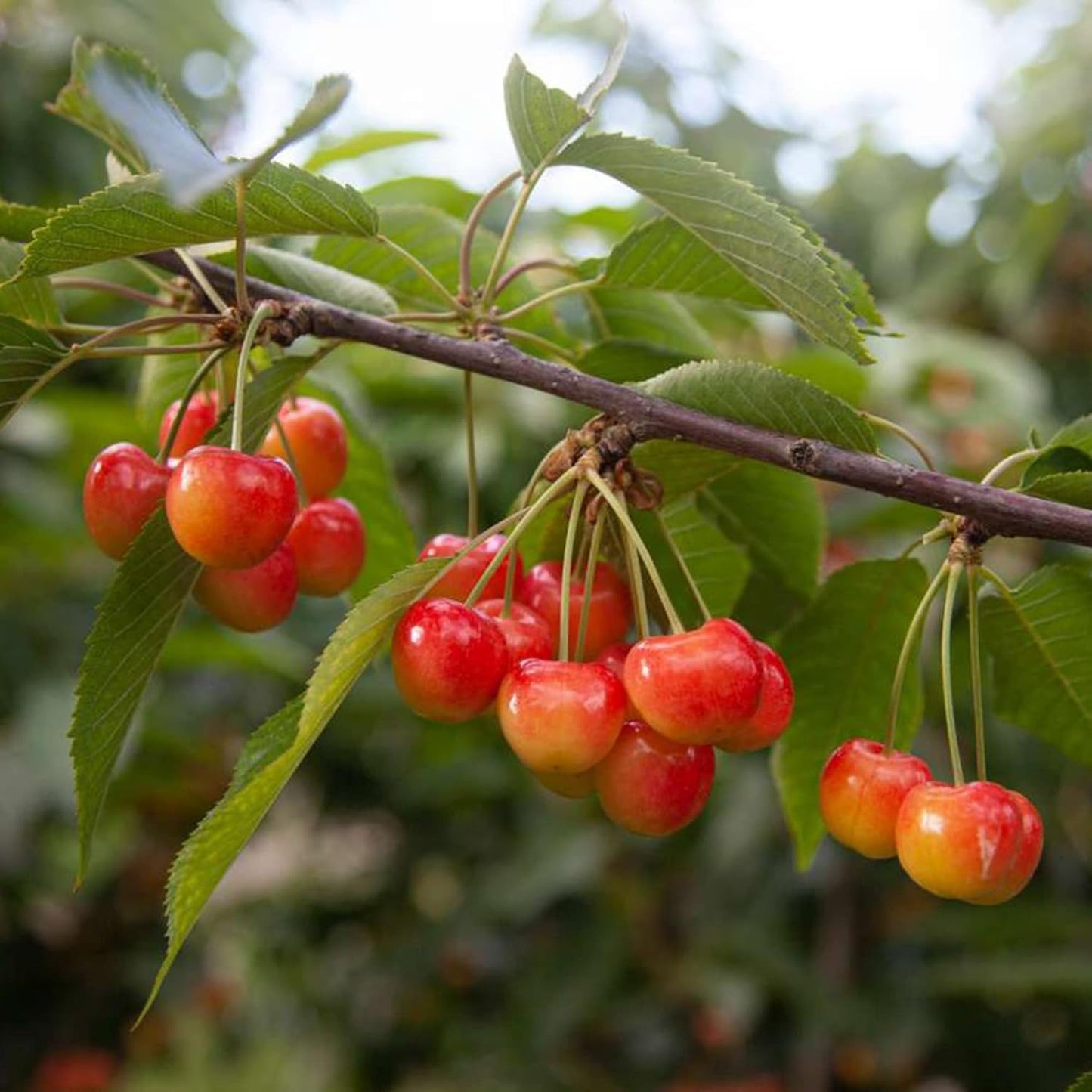 Lywire Premium Rainier Cherry Fruit Seeds – Authentic & High Quality