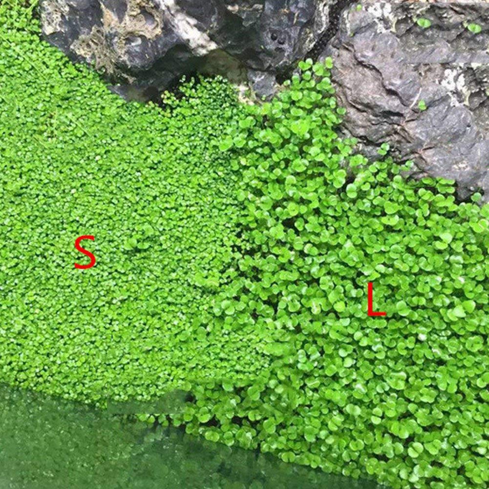 Lywire Premium Aquatic Double Leaf Aquarium Plant Seeds 🌿🐠