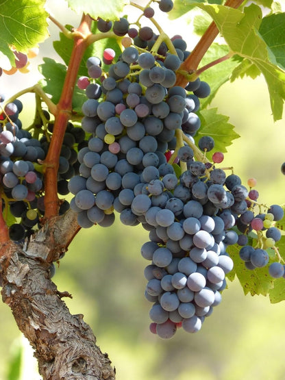 Lywire Exclusive Black Grapes Hybrid Seeds – Grow Fresh & Delicious Grapes