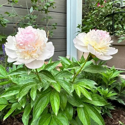 The Queen of Flowers - Peony Flower Seeds (Pack of 20)