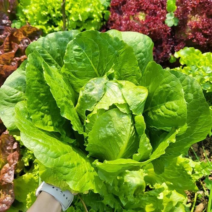 Organic Lettuce seeds for Gardening (Pack of 20)