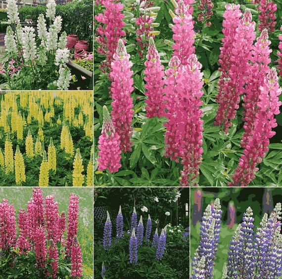 Lupine Blossoms Seeds 100gm