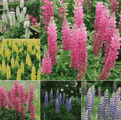 Lupine Blossoms Seeds 100gm