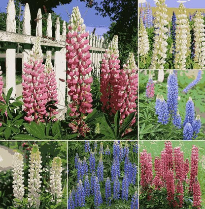 Lupine Blossoms Seeds 100gm