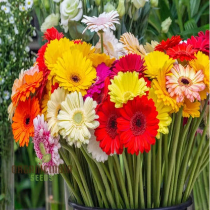 Gerbera Seeds - Colorbloom Mix for beautiful garden (200gm)