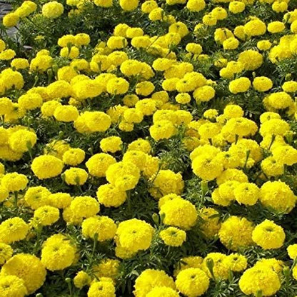 Lywire Authentic Yellow Marigold Seeds – Premium Garden Essential