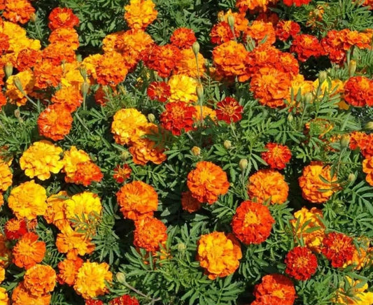Lywire High-Quality Orange Marigold Seeds – Frech
